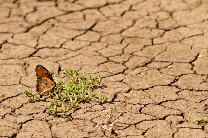 Primera norma internacional sobre adaptación al cambio climático