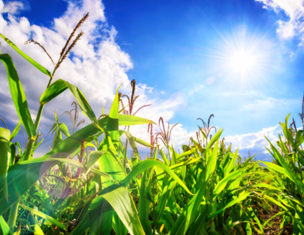 Producción agrícola ecológica